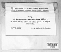 Pucciniastrum goeppertianum image